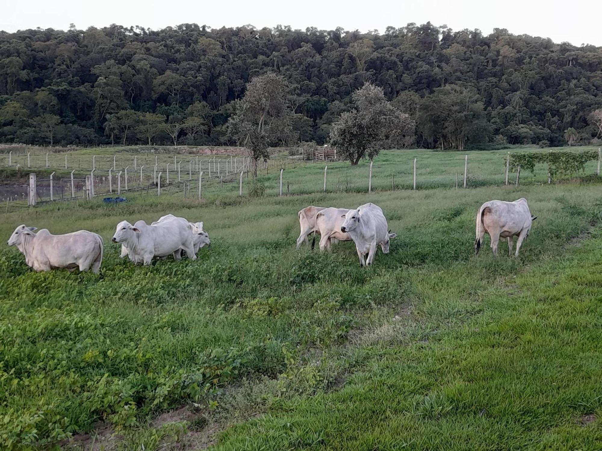 Hotel Fazenda Recanto Do Monte Alegre Piraju Luaran gambar