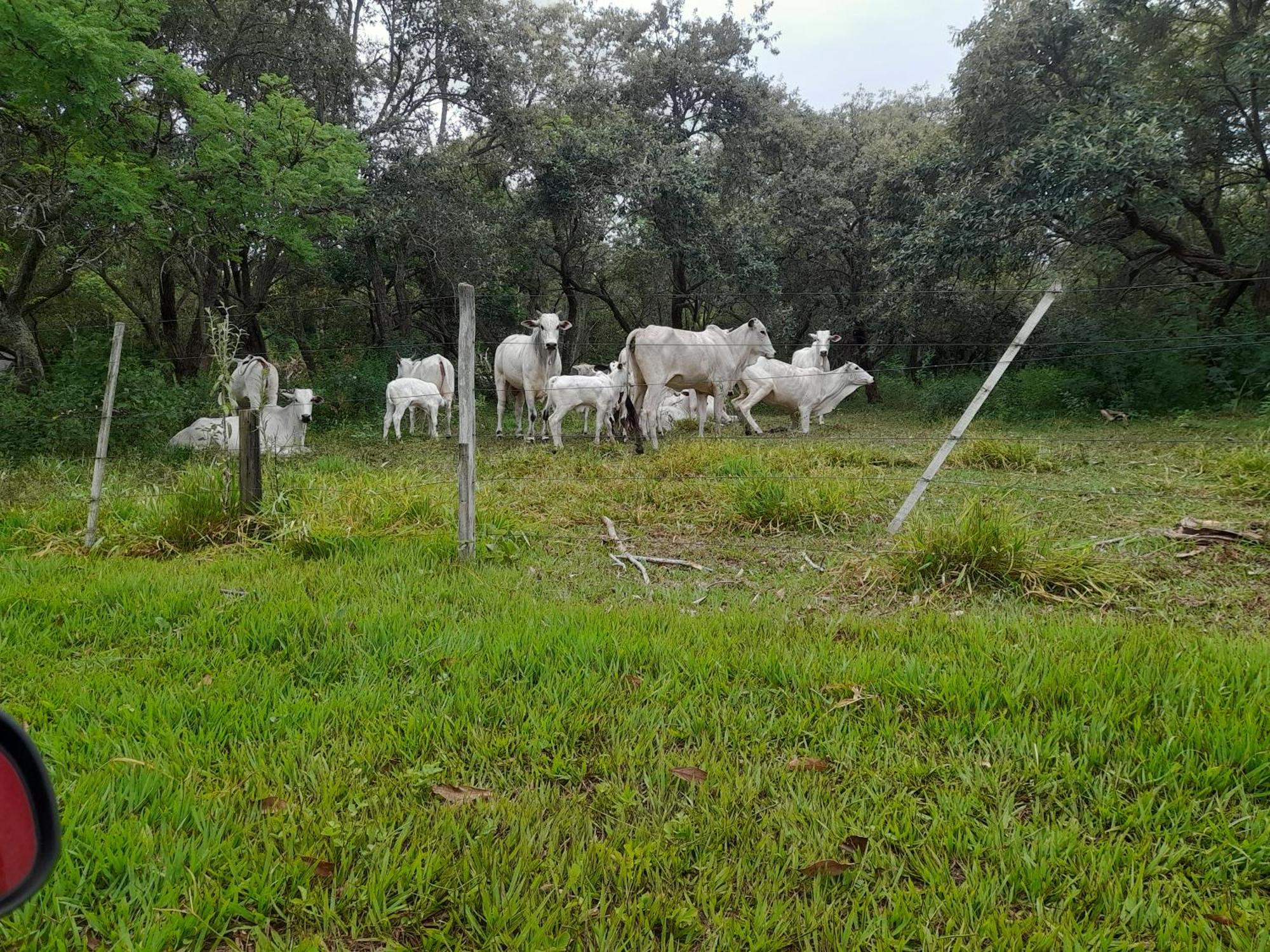 Hotel Fazenda Recanto Do Monte Alegre Piraju Luaran gambar